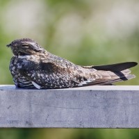 Common Nighthawk